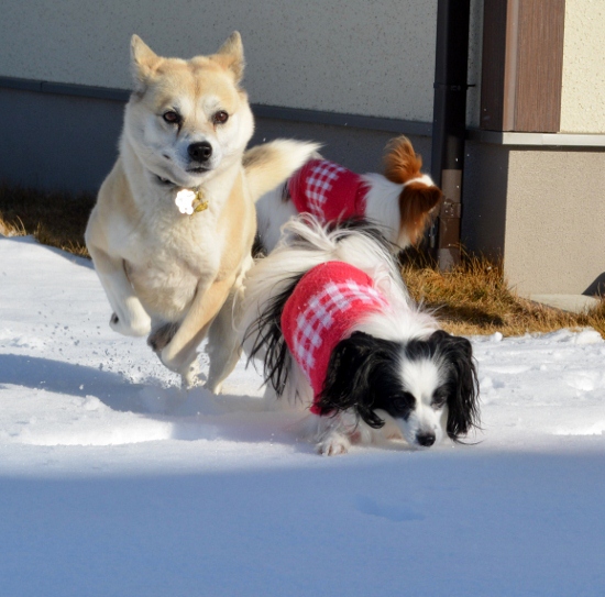 DSC_0391 (550x543)