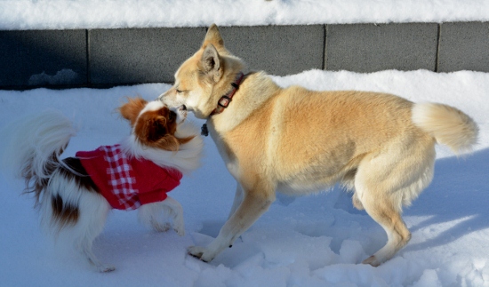 DSC_0411 (550x323)
