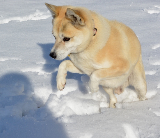 DSC_0400 (550x476)