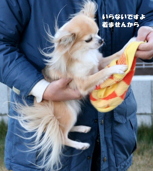 hoshi33.jpg