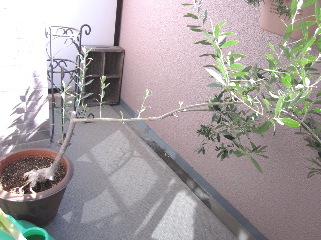 IMG_5166.jpg