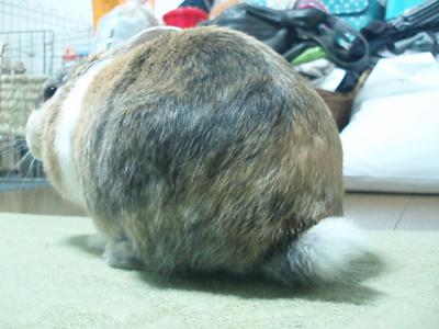 うり 1307
