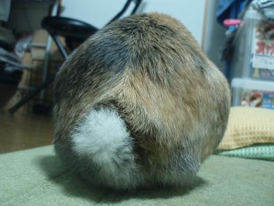 うり 1306