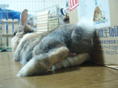うり 1394