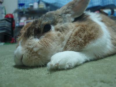 うり 1536