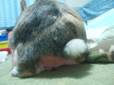 うり 1545