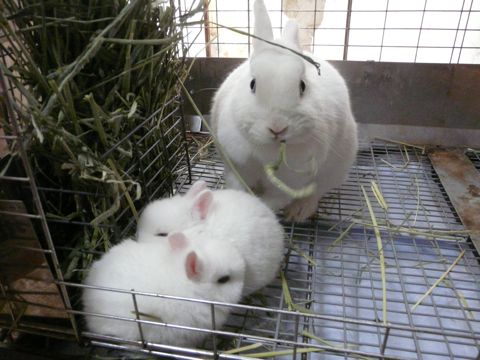 愛鈴ベビー