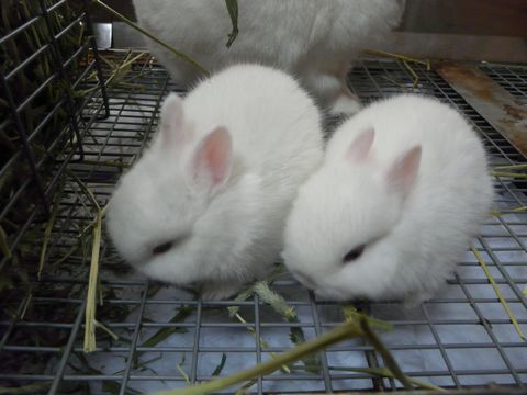 愛鈴ベビー