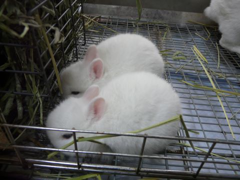 愛鈴ベビー