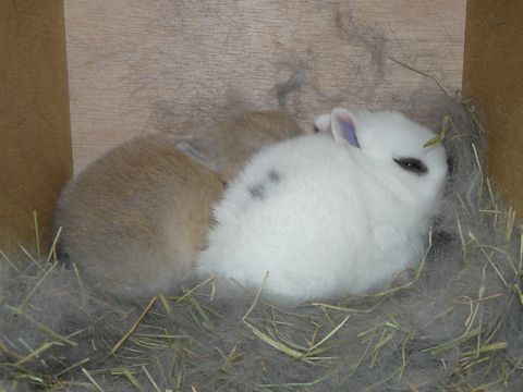 たからベビー
