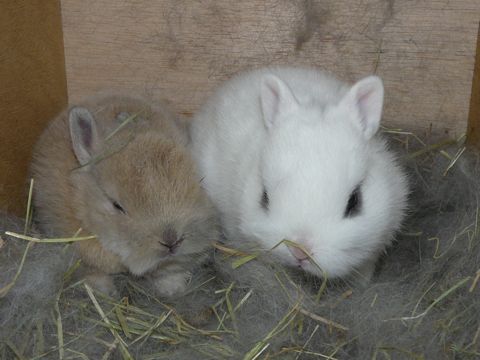 たからベビー