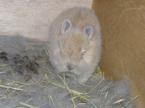 たからベビー
