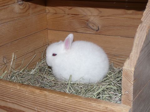 愛鈴ベビー