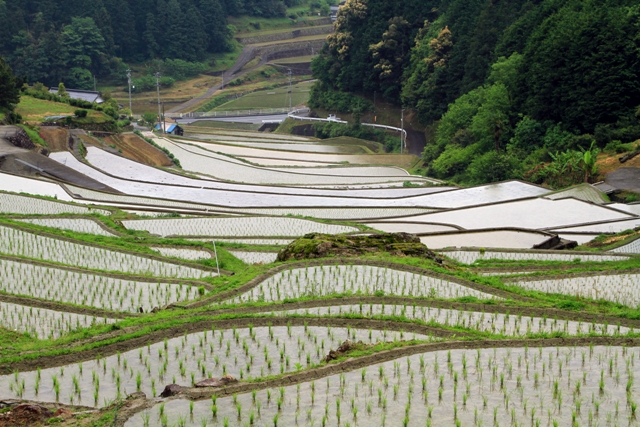 田穂の棚田