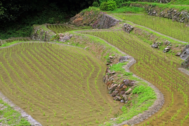 田穂の棚田