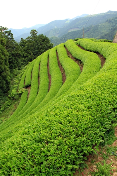 茶畑
