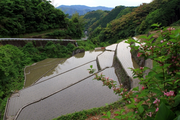 新土居の棚田