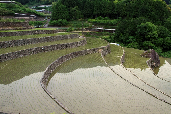 樺の川棚田