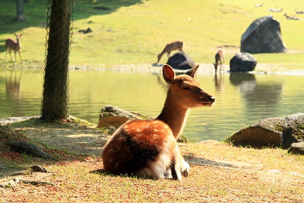 奈良公園の鹿