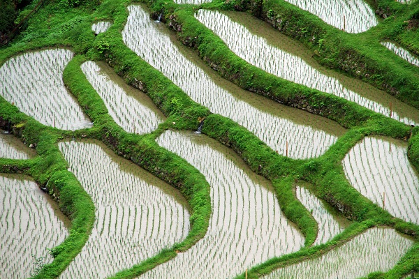 丸山千枚田