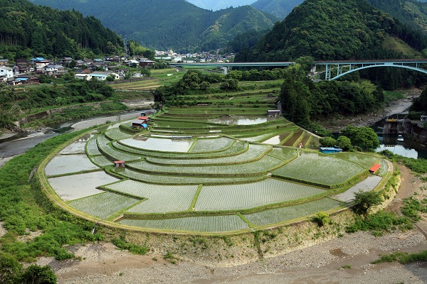 あらぎ島棚田