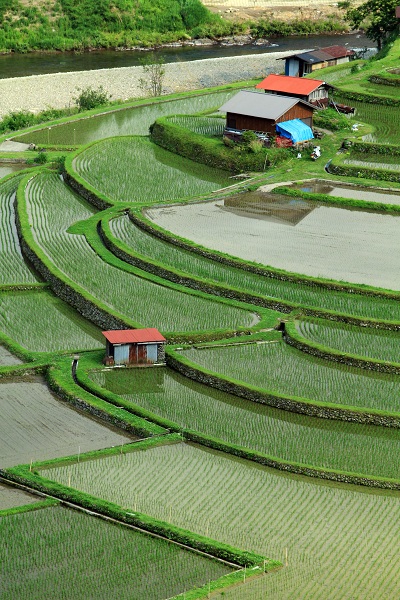 あらぎ島棚田
