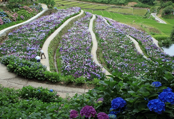 稲積花菖蒲園