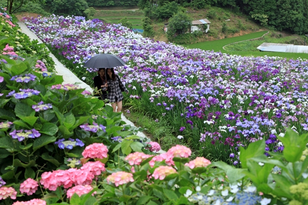 あじさいと花菖蒲