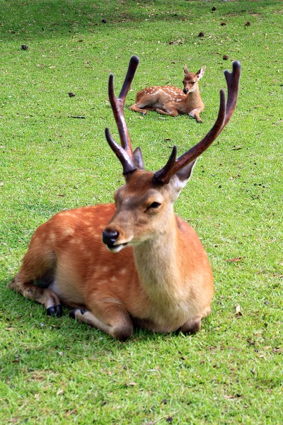 奈良公園の鹿