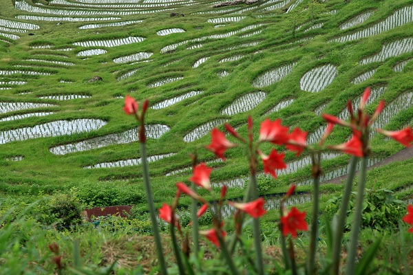 IMG_5598 丸山千枚田