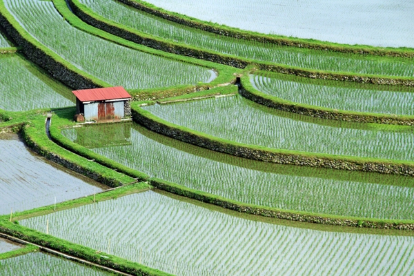 あらぎ島棚田