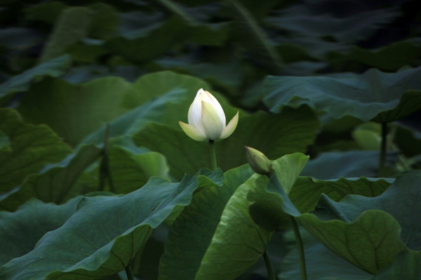 はすの花