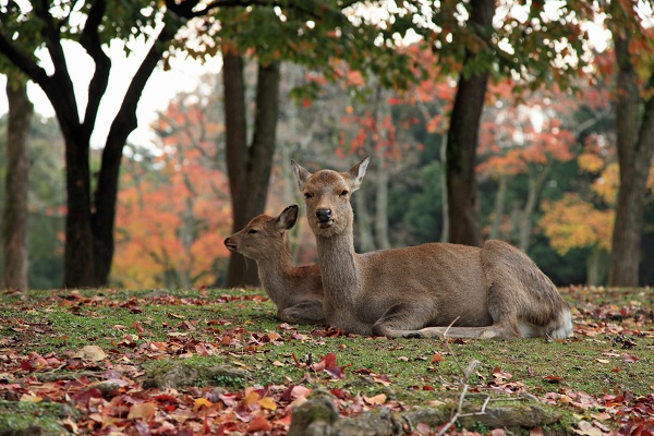 奈良公園