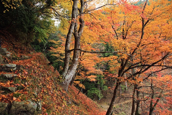 撮影会 吉野山