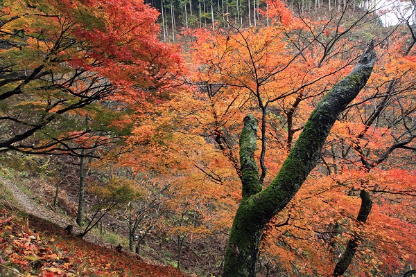 撮影会 吉野山