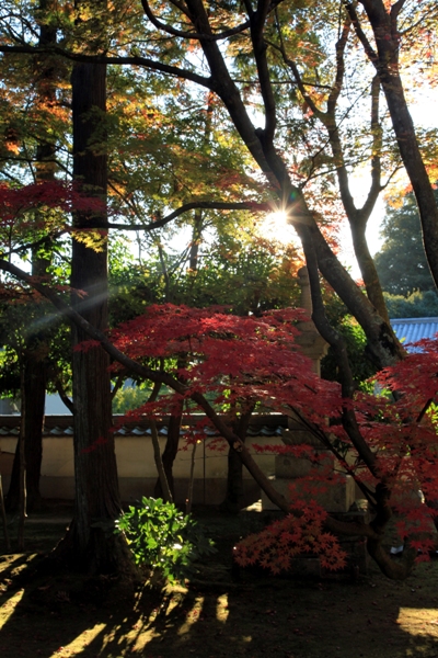 吉田大乗寺紅葉