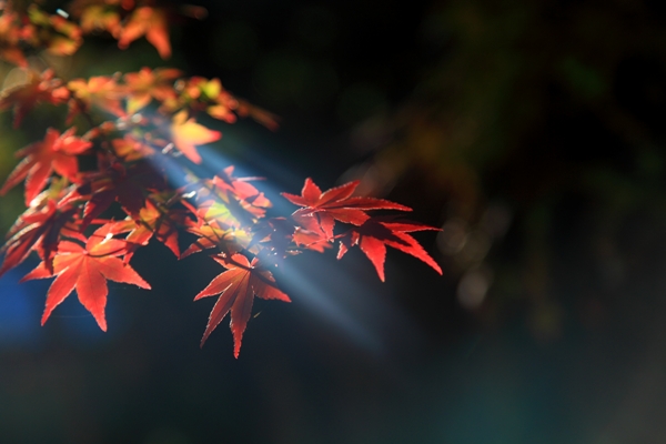 吉田大乗寺紅葉 (1)