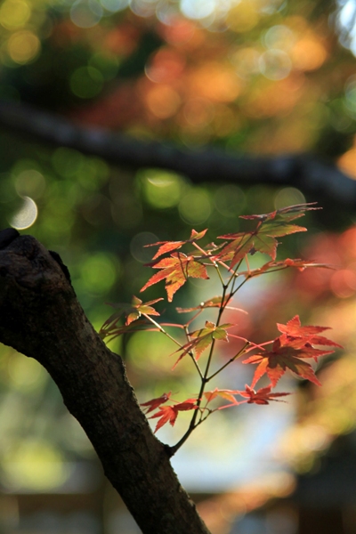吉田大乗寺紅葉