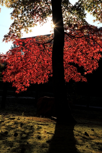 吉田大乗寺紅葉 (3)
