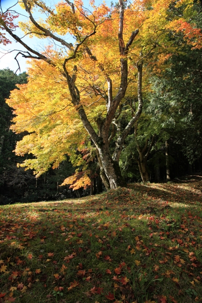 明石寺の紅葉 (1)