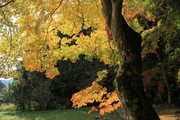 明石寺の紅葉 (3)