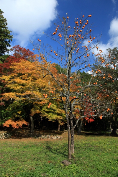 明石寺の紅葉 (4)