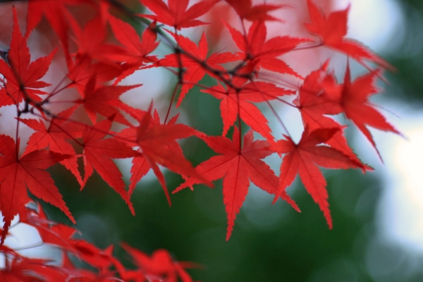 大乗寺の紅葉 (1)