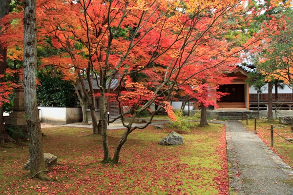 大乗寺の紅葉 (4)