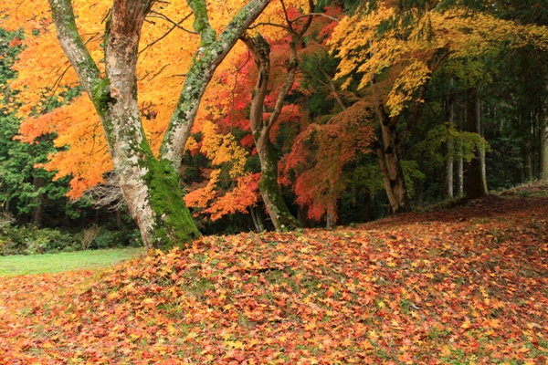 宇和の秋景