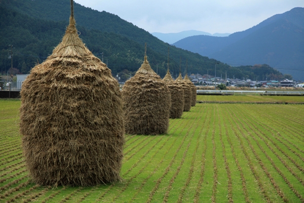 宇和の秋景 (3)