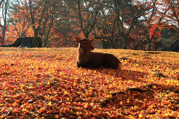 奈良公園 (1)