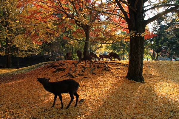 奈良公園 (2)