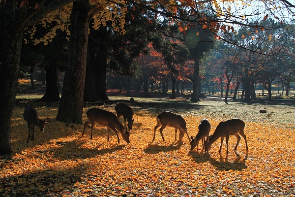 奈良公園 (3)