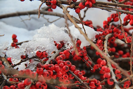 残雪